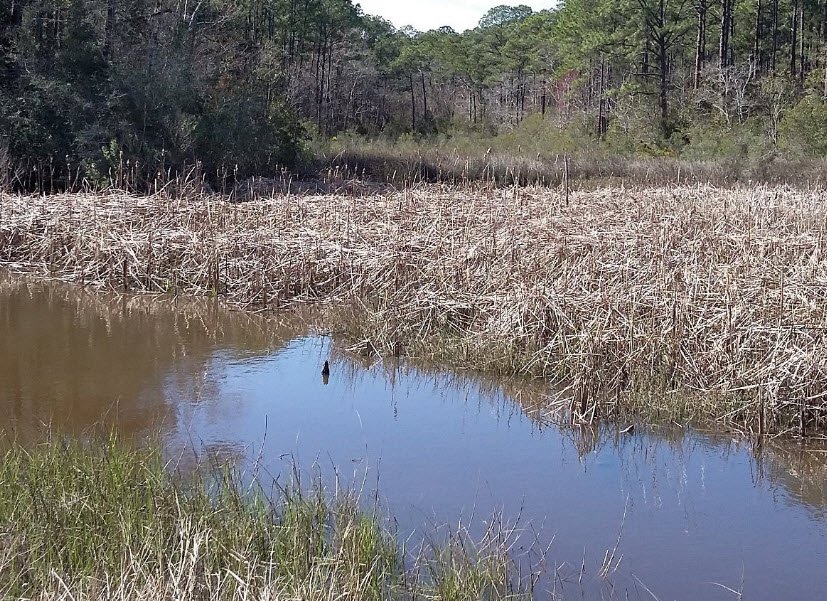 Shepard State Park, Mississippi, USA